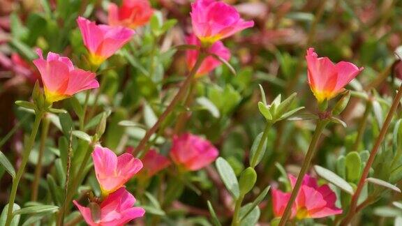 粉红色的花生长在花园里美丽的粉红色的花生长在绿色的花坛在晴朗的日子里在公园的夏天