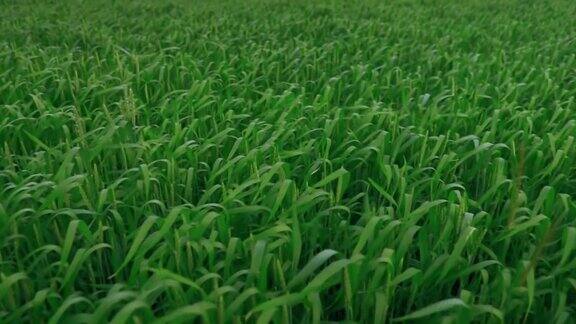 麦田里嫩绿的小麦嫩绿的麦苗农业用地