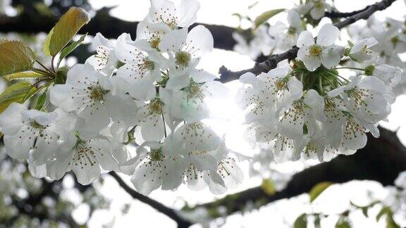 春天盛开的樱花枝条上开着大白花