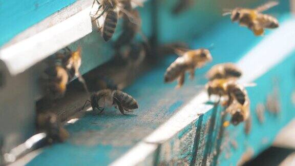 养蜂场的慢动作录像一群蜜蜂飞进蜂房采集花粉和蜂蜜养蜂概念蜜蜂农业蜜蜂成群的生活方式和飞行周围的蜂巢