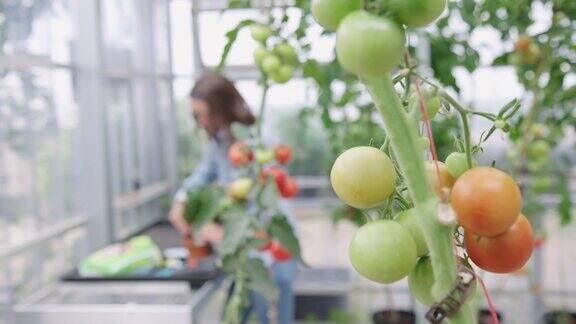 有机农场种植番茄