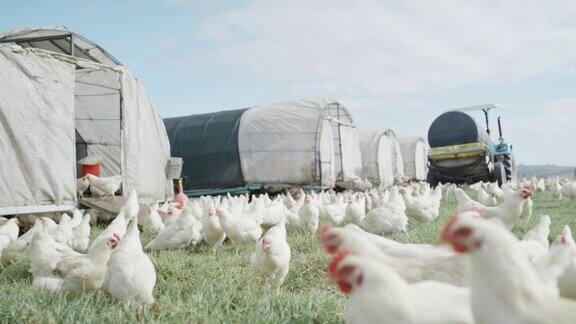 鸡在有谷仓的乡村农场