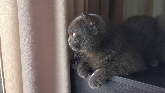 一只灰色的苏格兰猫向窗外望去