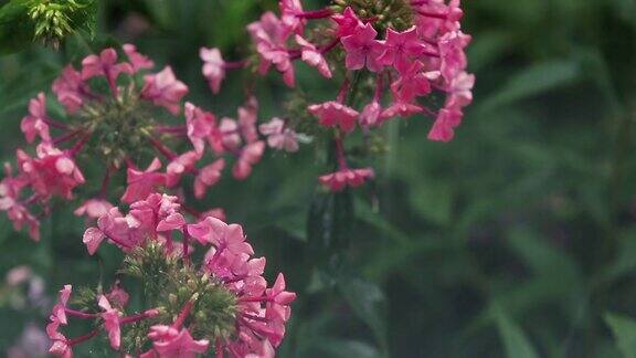 美丽的粉红色花和水珠在花园里夹竹桃在阵雨中近景动态场景色调视频