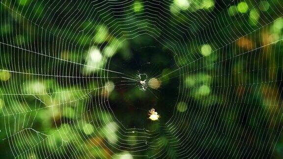 蜘蛛(霍塞尔特的刺蜘蛛)正在织网(时间流逝)