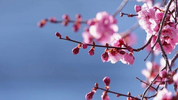 粉红色的树在春天开花