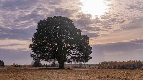 围绕一个孤独的树在田野在日落美丽的时间流逝秋天的风景视频循环