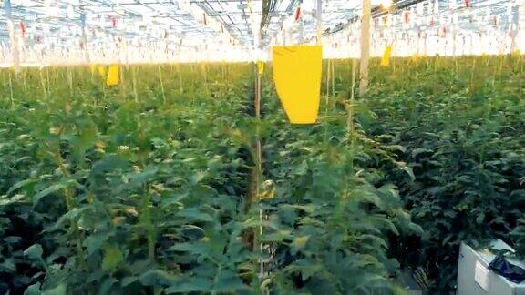 在宽敞的温室里种植西红柿幼苗的种植园