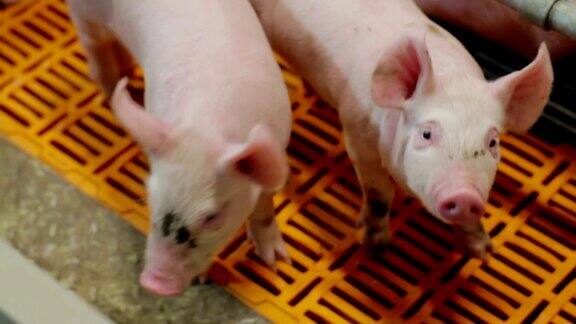 现代工业化养猪场上的小猪