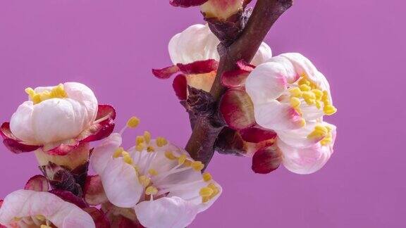 春天的花杏枝上的杏花在粉红色的背景上绽放