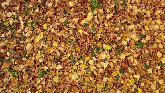 绿草上的秋叶黄色、橙色的菩提叶躺在地上森林里的落叶
