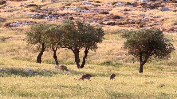 田野里的以色列山瞪羚
