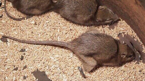 受感染的野生鼠在麦粒上慢镜头挖洞