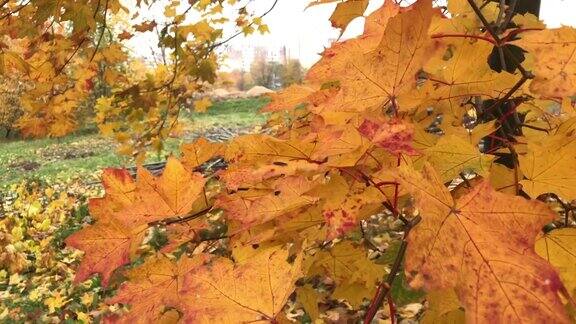 秋风吹拂着城市公园里树上枯黄的树叶枫叶变黄变红了