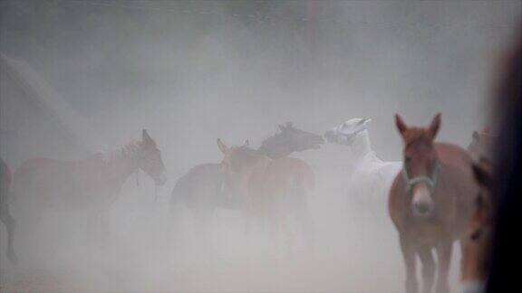 马后腿直立在尘土和烟雾中玩耍的慢动作史诗电影视频