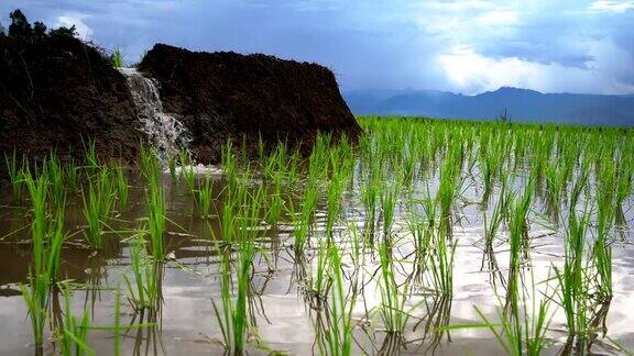 泰国清迈班帕邦派山部落村稻田梯田里的秧苗水从自然流向田野