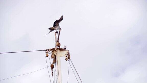 海鱼鹰降落在一艘船的桅杆上慢动作