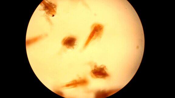 鱼苗和显微镜载玻片