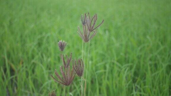 稻田里的草花