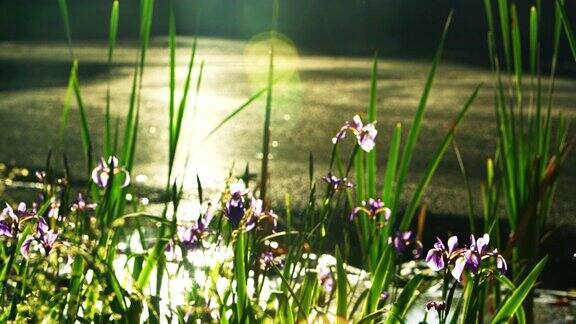 蝴蝶花盛开在美国宾夕法尼亚州波科诺斯的小池塘里焦点从前景的草转移到背景的鸢尾花