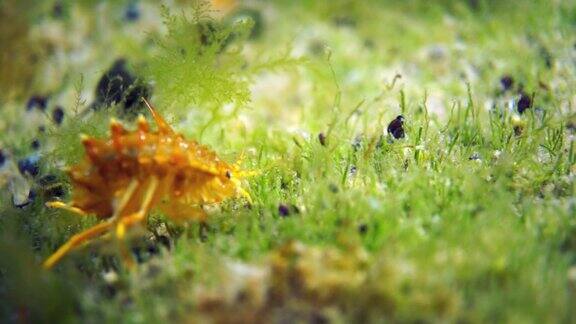 贝加尔湖水下动物中的一种亮黄色的甲壳类小龙虾