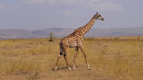 孤独的长颈鹿站着然后穿过太阳烤焦的草地非洲大草原