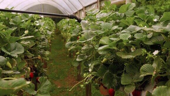 在温室里给草莓施肥