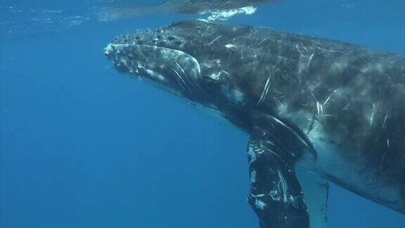 太平洋水下的鲸鱼