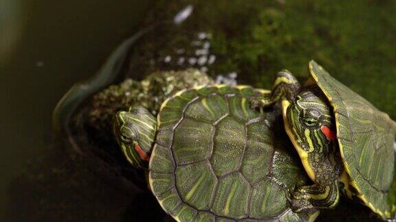 两个可爱的海龟