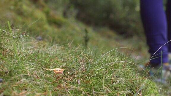 在秋天的森林里采摘野生蘑菇