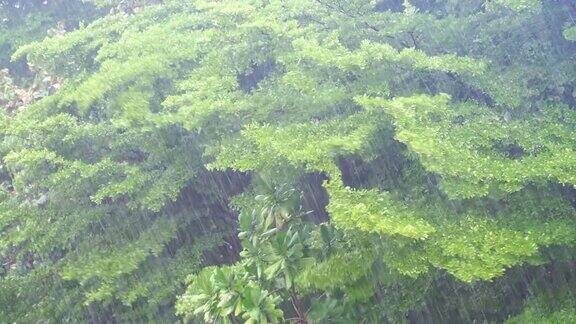 暴雨显示树木被强风吹大雨和强风对着树