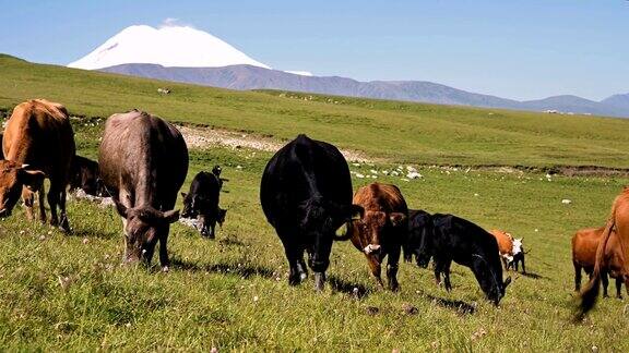 在一个夏日阳光明媚的日子里在蓝天的映衬下一群奶牛在高山的绿色悬崖上吃草在自然景观中养牛放牧黑色和棕色的奶牛