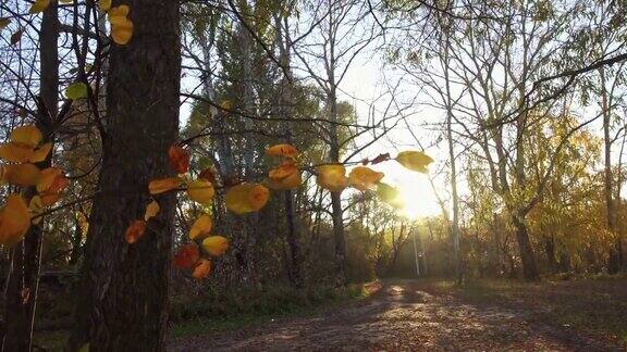 秋天树叶在风中摇摆阳光穿过树枝金色的秋天从秋天到冬天的过渡季节