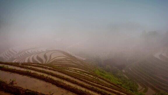 龙胜的稻田