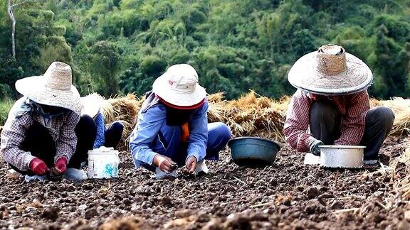 农民在地里种大蒜