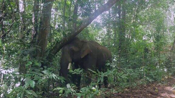 大象在吃树叶