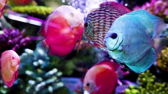 漂亮的水族鱼在鱼缸里