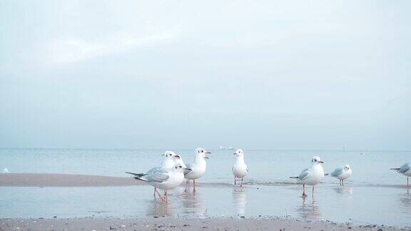 冬天波罗的海上的海鸥