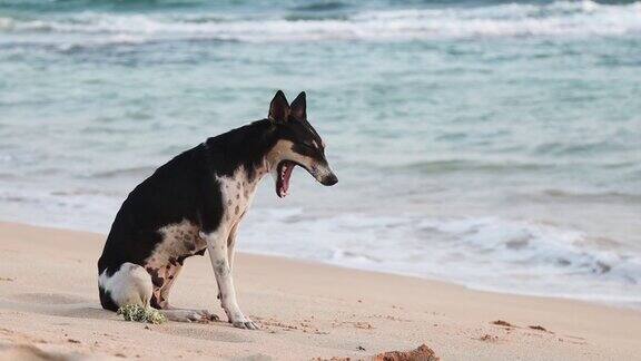 可爱的狗坐在沙滩上打哈欠