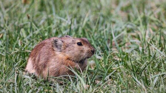 若尔盖草原上的鼠兔在吃草