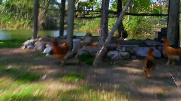 鸡鸡在户外追逐滑稽的追着跑