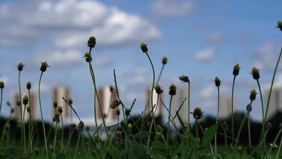 在大自然的背景中蓝色的天空上有花的草