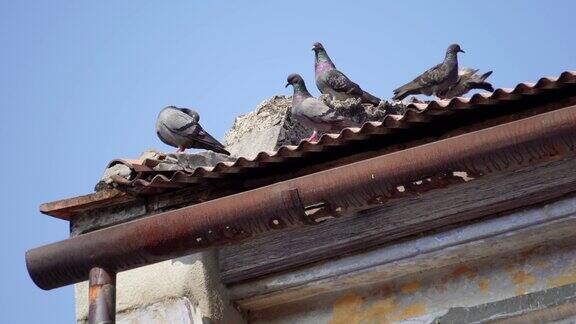 一群鸽子站在屋顶附近