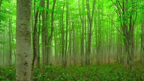 雾蒙蒙的山毛榉森林