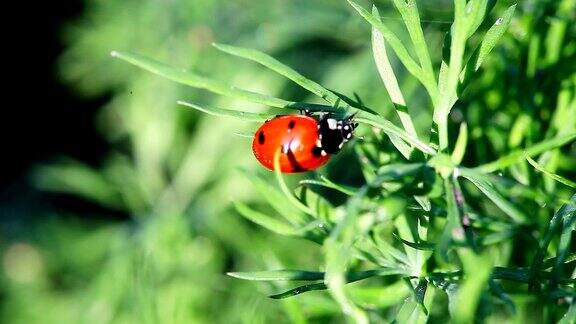 瓢虫栖息在草地上瓢虫坐在植物上