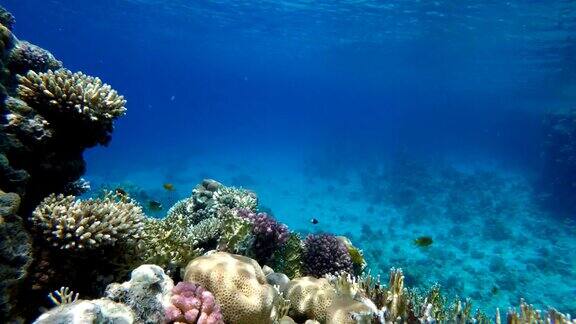 珊瑚礁和热带鱼美丽的热带鱼和珊瑚礁