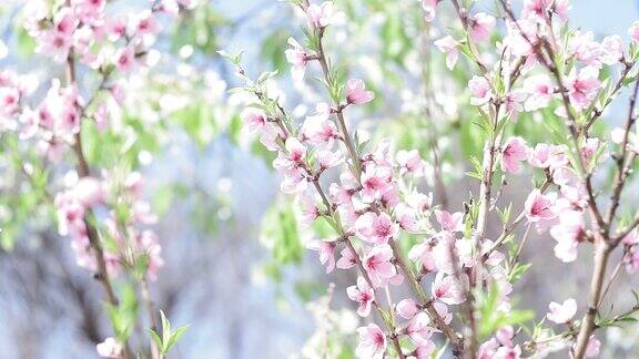 春天桃树的粉红色花朵果园里开花的树木