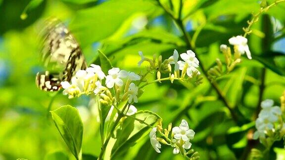 蝴蝶和花在花园里