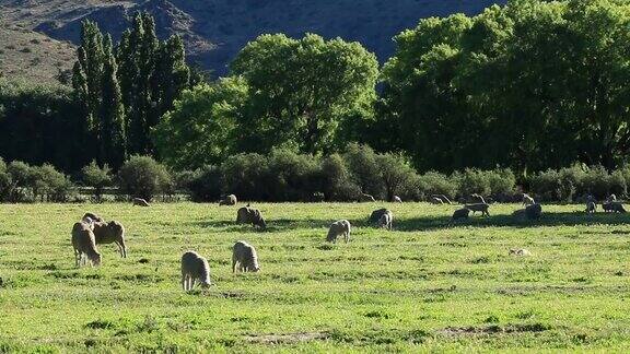 南非卡鲁地区的乡村景观有牧场和放牧的绵羊