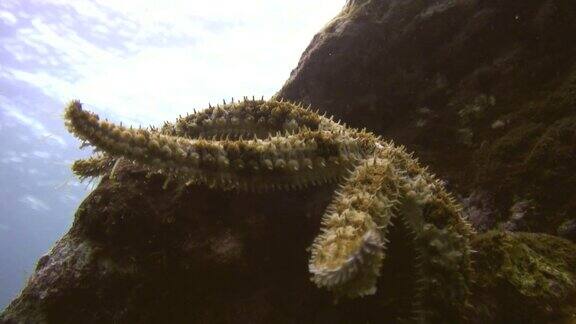 珊瑚礁上的海星特写